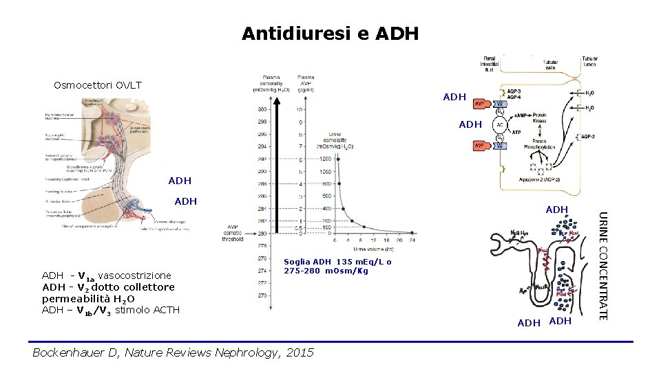 Antidiuresi e ADH Osmocettori OVLT ADH ADH Soglia ADH 135 m. Eq/L o 275