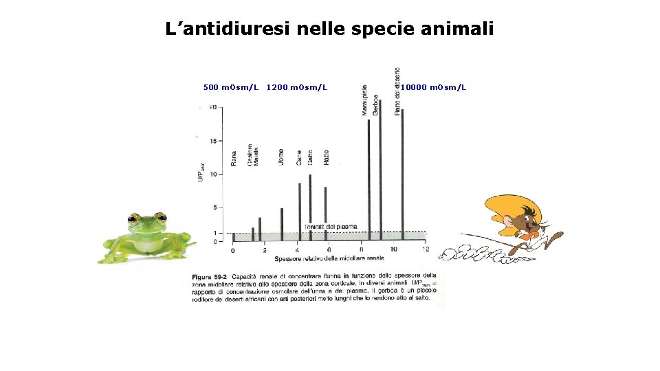 L’antidiuresi nelle specie animali 500 m. Osm/L 1200 m. Osm/L 10000 m. Osm/L 