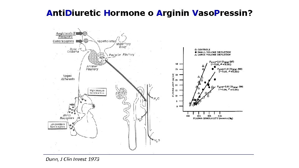 Anti. Diuretic Hormone o Arginin Vaso. Pressin? Dunn, J Clin Invest 1973 