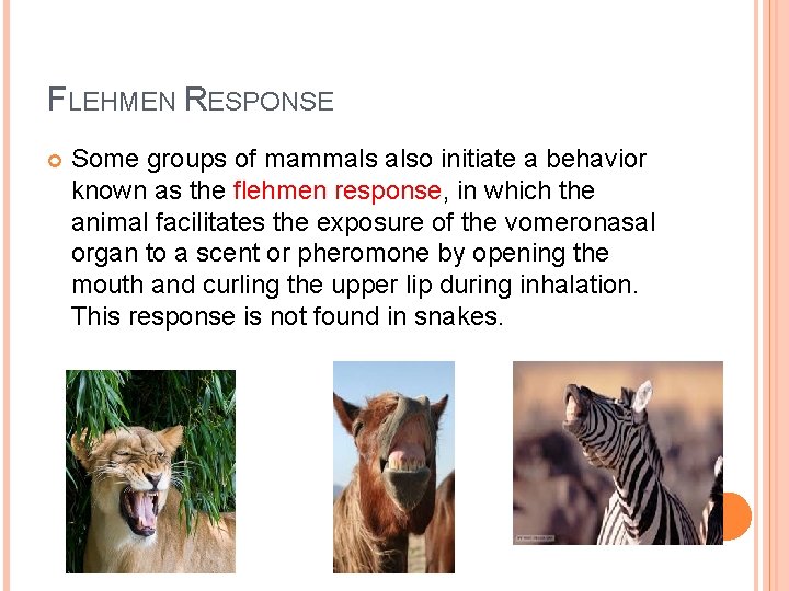 FLEHMEN RESPONSE Some groups of mammals also initiate a behavior known as the flehmen