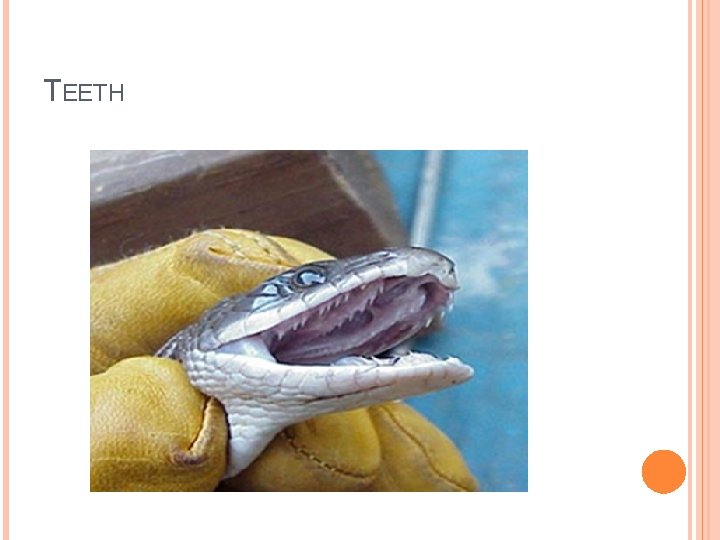 TEETH 
