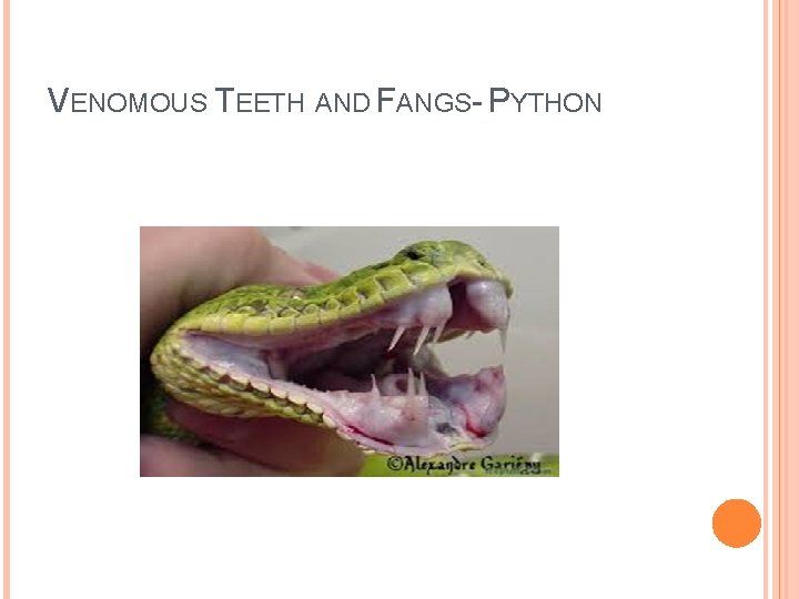 VENOMOUS TEETH AND FANGS- PYTHON 