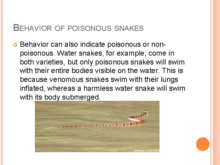 BEHAVIOR OF POISONOUS SNAKES Behavior can also indicate poisonous or nonpoisonous. Water snakes, for