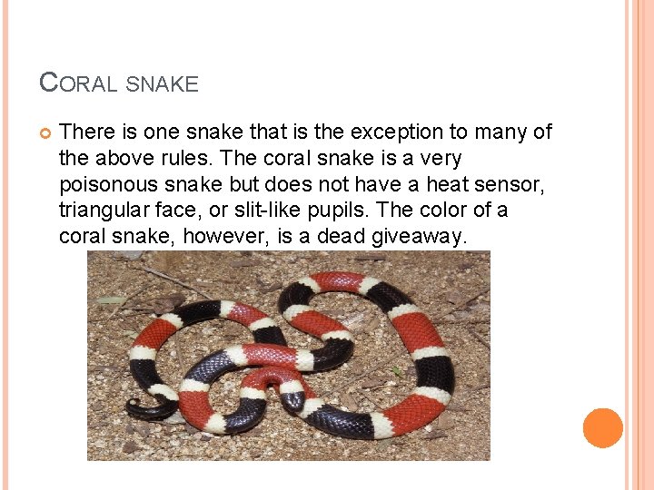 CORAL SNAKE There is one snake that is the exception to many of the