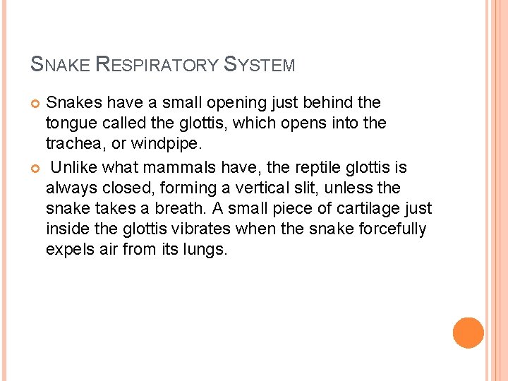 SNAKE RESPIRATORY SYSTEM Snakes have a small opening just behind the tongue called the