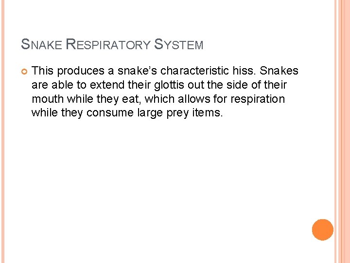 SNAKE RESPIRATORY SYSTEM This produces a snake’s characteristic hiss. Snakes are able to extend