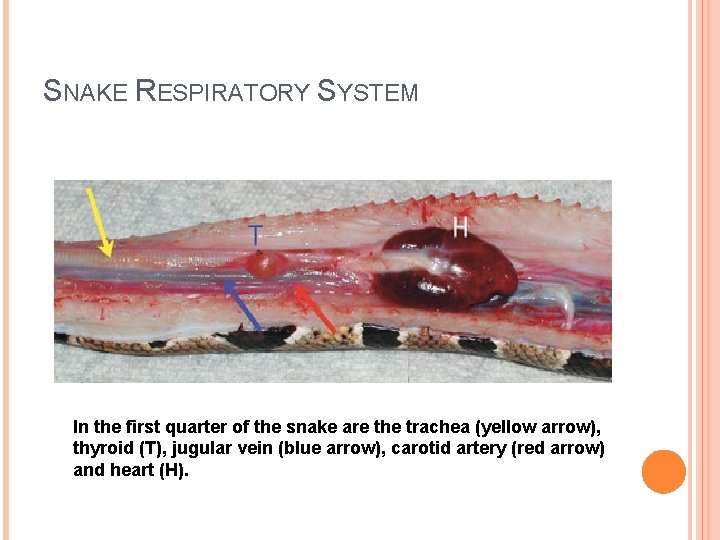 SNAKE RESPIRATORY SYSTEM In the first quarter of the snake are the trachea (yellow