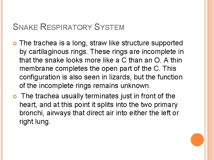SNAKE RESPIRATORY SYSTEM The trachea is a long, straw like structure supported by cartilaginous