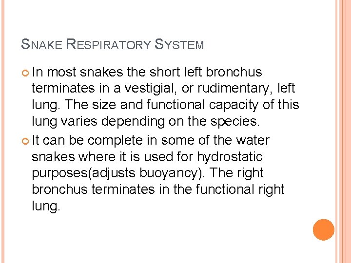 SNAKE RESPIRATORY SYSTEM In most snakes the short left bronchus terminates in a vestigial,