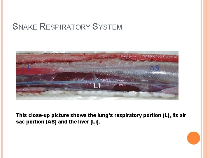 SNAKE RESPIRATORY SYSTEM This close-up picture shows the lung’s respiratory portion (L), its air