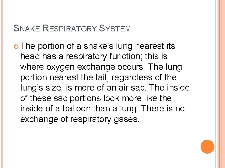 SNAKE RESPIRATORY SYSTEM The portion of a snake’s lung nearest its head has a