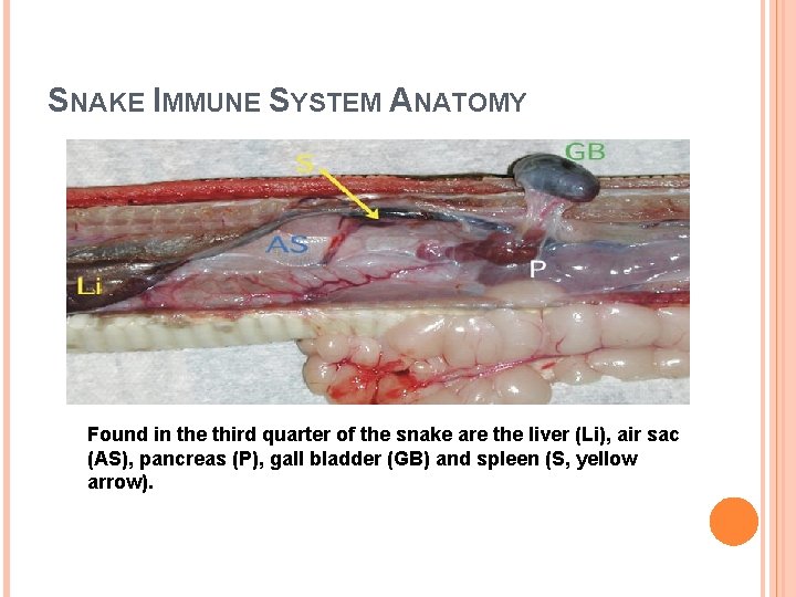 SNAKE IMMUNE SYSTEM ANATOMY Found in the third quarter of the snake are the