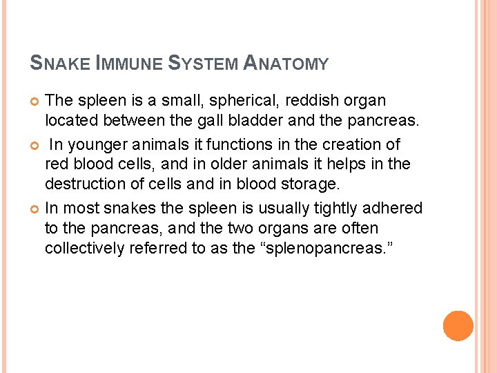 SNAKE IMMUNE SYSTEM ANATOMY The spleen is a small, spherical, reddish organ located between