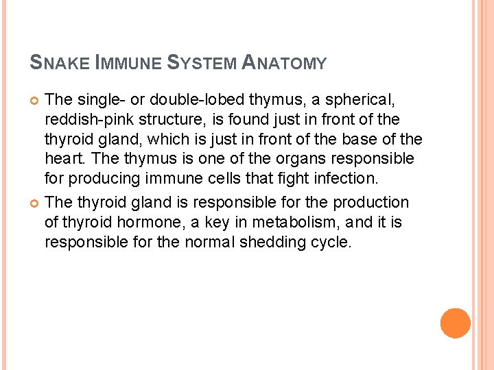 SNAKE IMMUNE SYSTEM ANATOMY The single- or double-lobed thymus, a spherical, reddish-pink structure, is