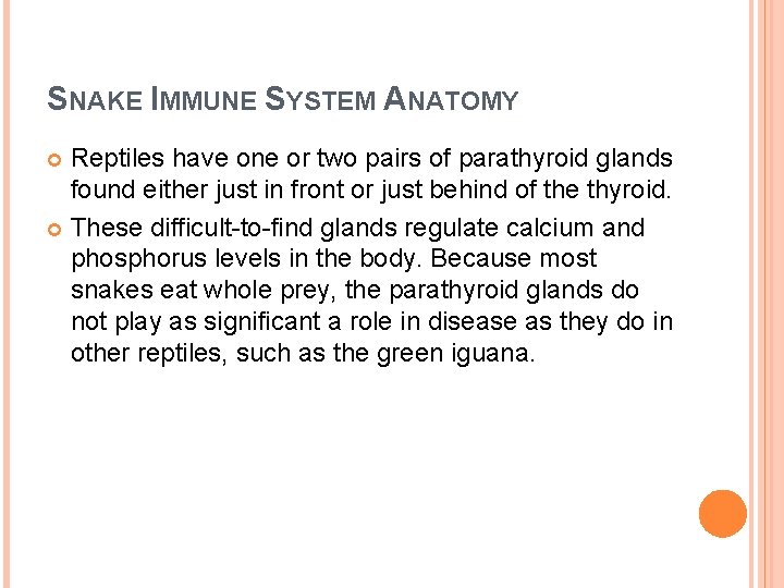 SNAKE IMMUNE SYSTEM ANATOMY Reptiles have one or two pairs of parathyroid glands found
