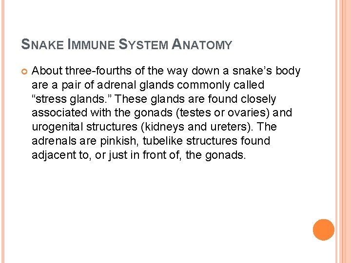 SNAKE IMMUNE SYSTEM ANATOMY About three-fourths of the way down a snake’s body are