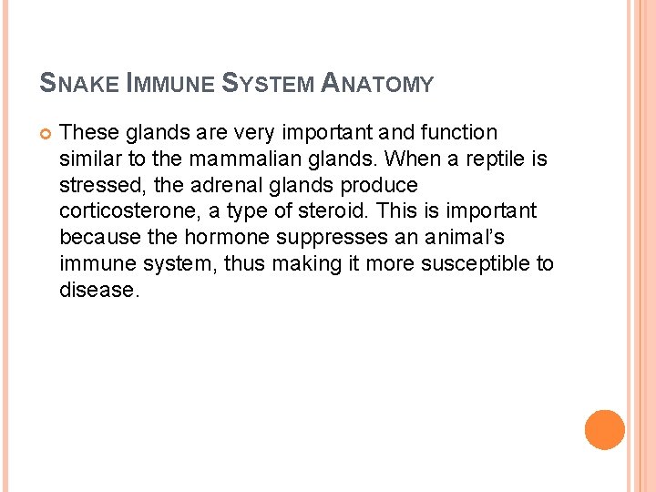 SNAKE IMMUNE SYSTEM ANATOMY These glands are very important and function similar to the