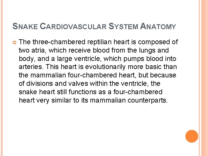 SNAKE CARDIOVASCULAR SYSTEM ANATOMY The three-chambered reptilian heart is composed of two atria, which