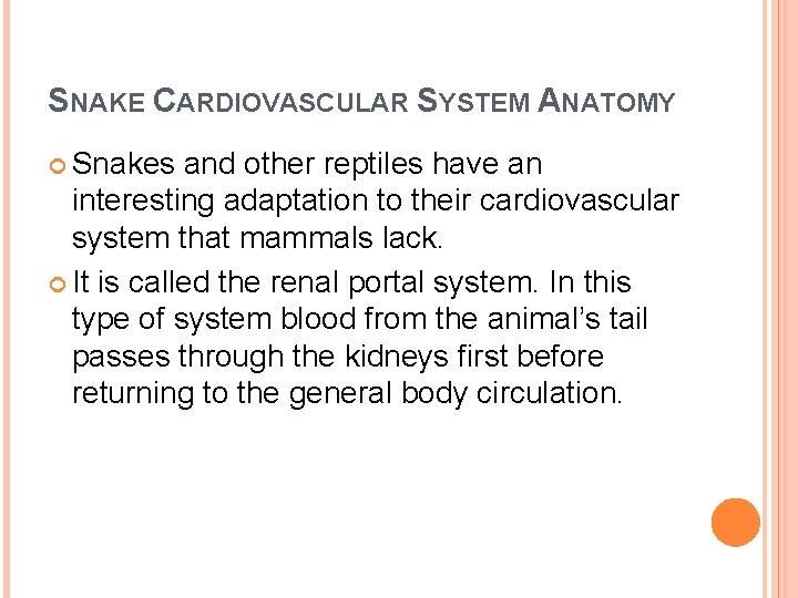SNAKE CARDIOVASCULAR SYSTEM ANATOMY Snakes and other reptiles have an interesting adaptation to their