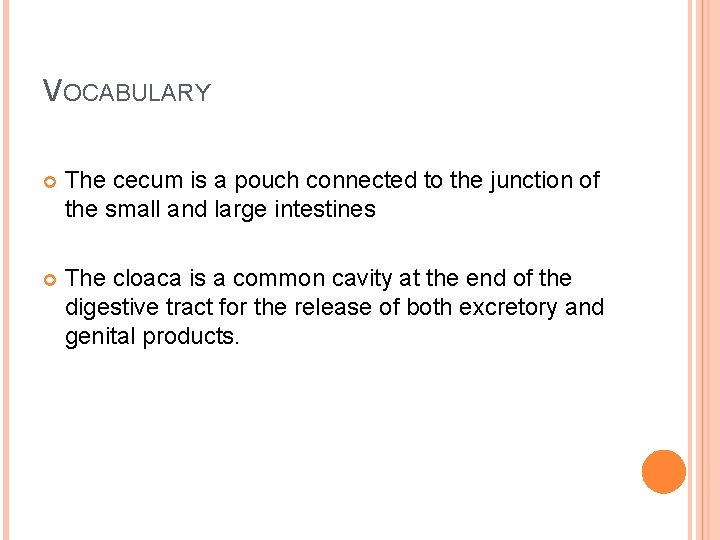 VOCABULARY The cecum is a pouch connected to the junction of the small and