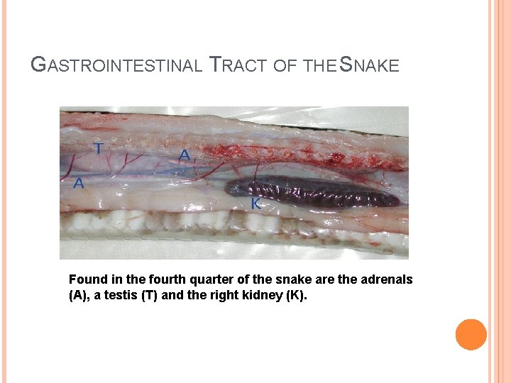 GASTROINTESTINAL TRACT OF THE SNAKE Found in the fourth quarter of the snake are