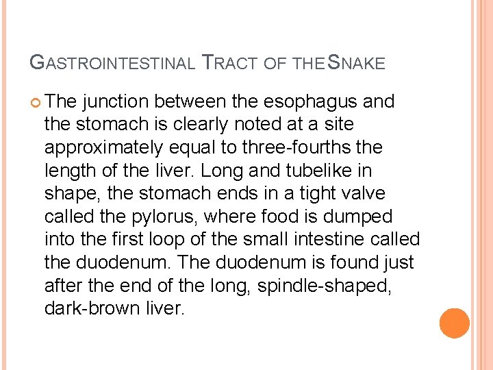 GASTROINTESTINAL TRACT OF THE SNAKE The junction between the esophagus and the stomach is
