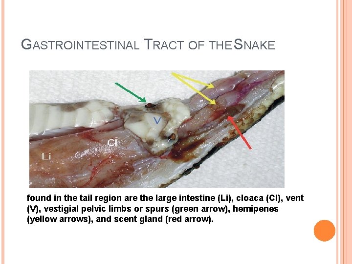 GASTROINTESTINAL TRACT OF THE SNAKE found in the tail region are the large intestine