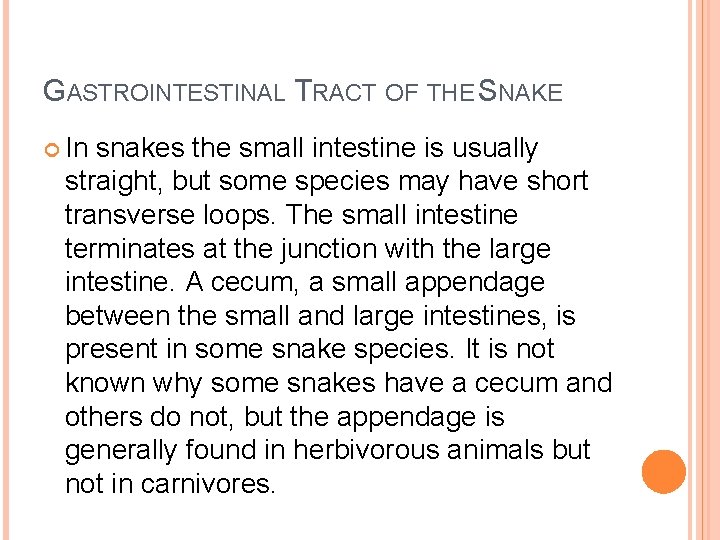 GASTROINTESTINAL TRACT OF THE SNAKE In snakes the small intestine is usually straight, but