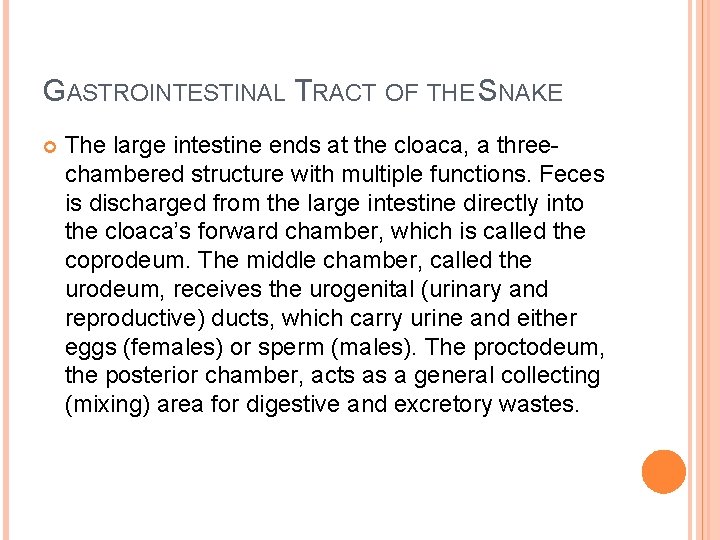 GASTROINTESTINAL TRACT OF THE SNAKE The large intestine ends at the cloaca, a threechambered