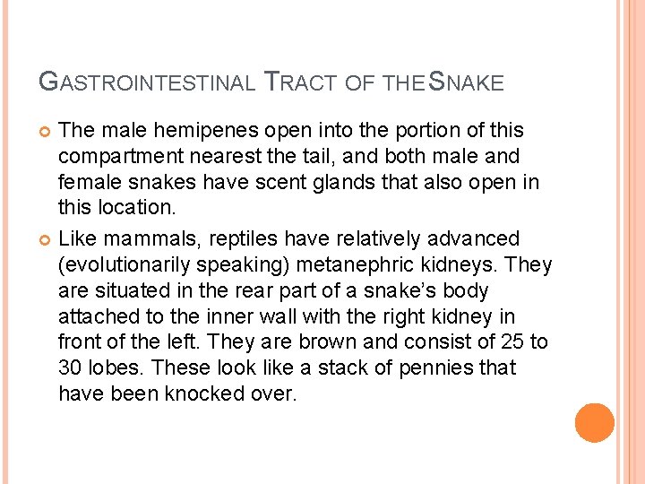 GASTROINTESTINAL TRACT OF THE SNAKE The male hemipenes open into the portion of this
