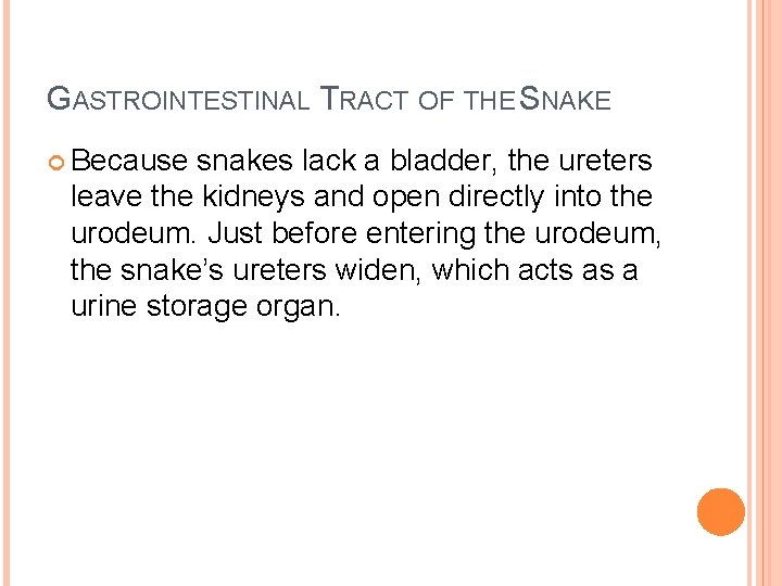 GASTROINTESTINAL TRACT OF THE SNAKE Because snakes lack a bladder, the ureters leave the