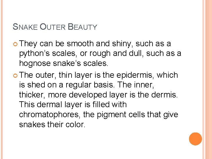 SNAKE OUTER BEAUTY They can be smooth and shiny, such as a python’s scales,