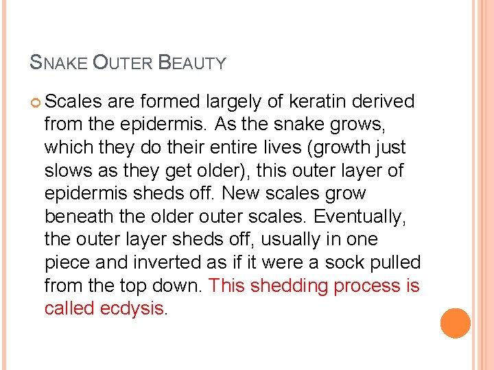SNAKE OUTER BEAUTY Scales are formed largely of keratin derived from the epidermis. As