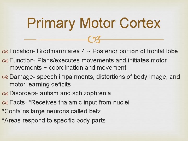Primary Motor Cortex Location- Brodmann area 4 ~ Posterior portion of frontal lobe Function-