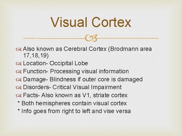 Visual Cortex Also known as Cerebral Cortex (Brodmann area 17, 18, 19) Location- Occipital