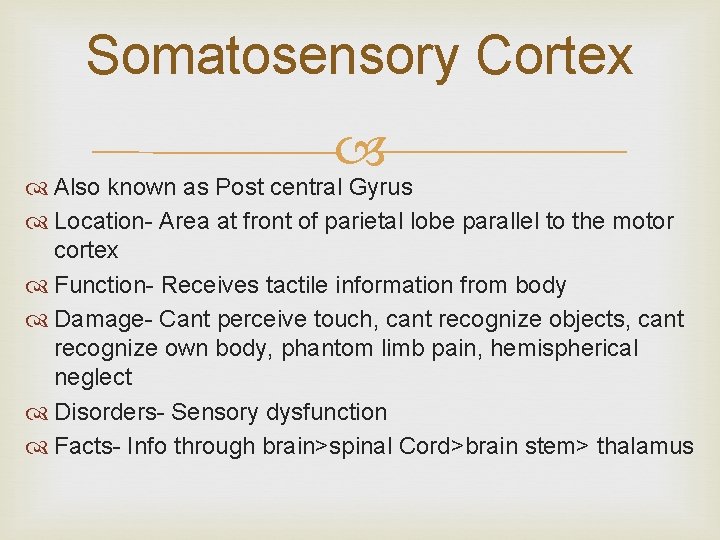 Somatosensory Cortex Also known as Post central Gyrus Location- Area at front of parietal