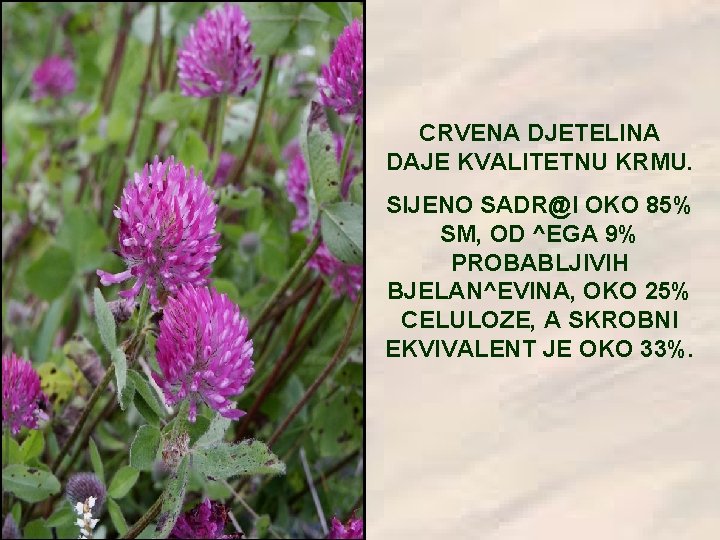 CRVENA DJETELINA DAJE KVALITETNU KRMU. SIJENO SADR@I OKO 85% SM, OD ^EGA 9% PROBABLJIVIH
