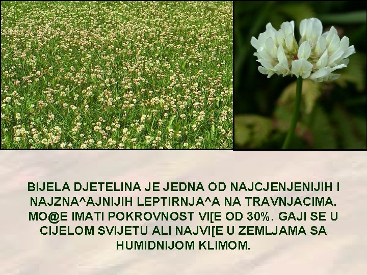 BIJELA DJETELINA JE JEDNA OD NAJCJENJENIJIH I NAJZNA^AJNIJIH LEPTIRNJA^A NA TRAVNJACIMA. MO@E IMATI POKROVNOST