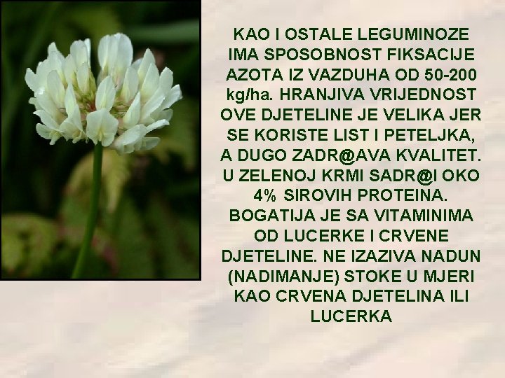 KAO I OSTALE LEGUMINOZE IMA SPOSOBNOST FIKSACIJE AZOTA IZ VAZDUHA OD 50 -200 kg/ha.
