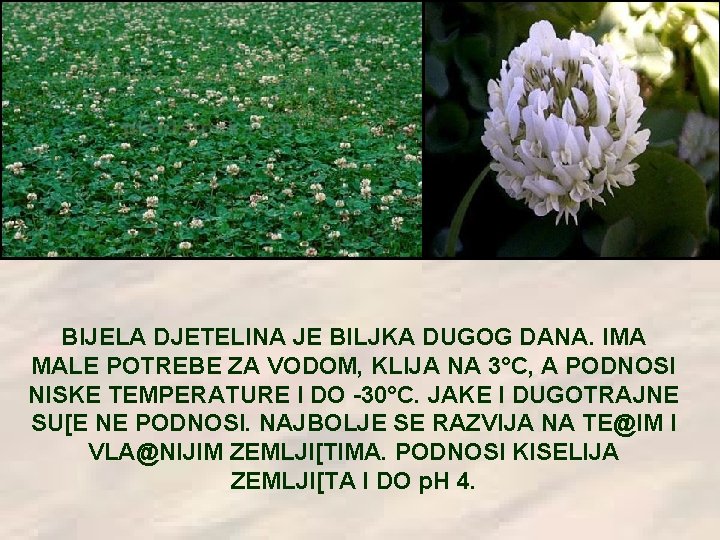 BIJELA DJETELINA JE BILJKA DUGOG DANA. IMA MALE POTREBE ZA VODOM, KLIJA NA 3°C,