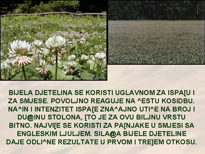 BIJELA DJETELINA SE KORISTI UGLAVNOM ZA ISPA[U I ZA SMJESE. POVOLJNO REAGUJE NA ^ESTU