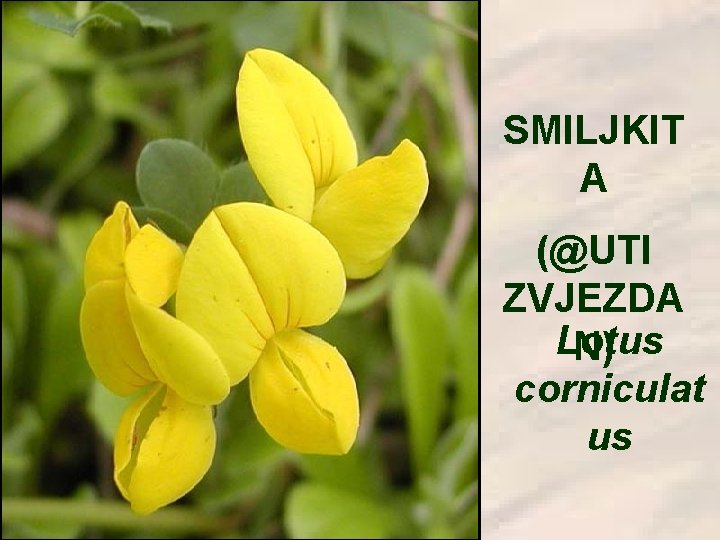 SMILJKIT A (@UTI ZVJEZDA Lotus N) corniculat us 