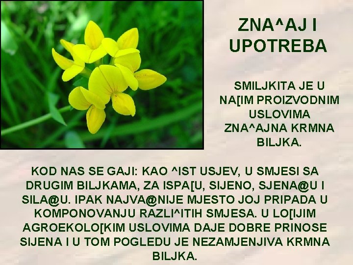 ZNA^AJ I UPOTREBA SMILJKITA JE U NA[IM PROIZVODNIM USLOVIMA ZNA^AJNA KRMNA BILJKA. KOD NAS