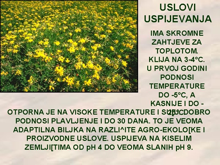 USLOVI USPIJEVANJA IMA SKROMNE ZAHTJEVE ZA TOPLOTOM. KLIJA NA 3 -4°C. U PRVOJ GODINI