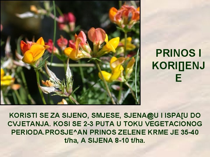 PRINOS I KORI[]ENJ E KORISTI SE ZA SIJENO, SMJESE, SJENA@U I ISPA[U DO CVJETANJA.