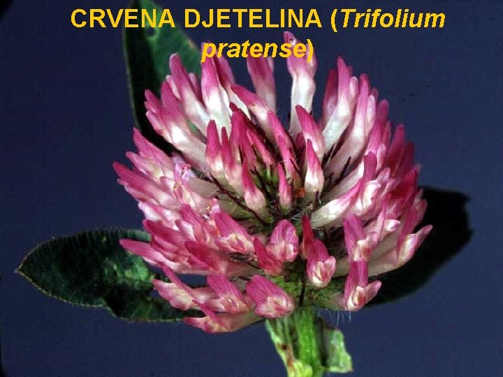 CRVENA DJETELINA (Trifolium pratense) 