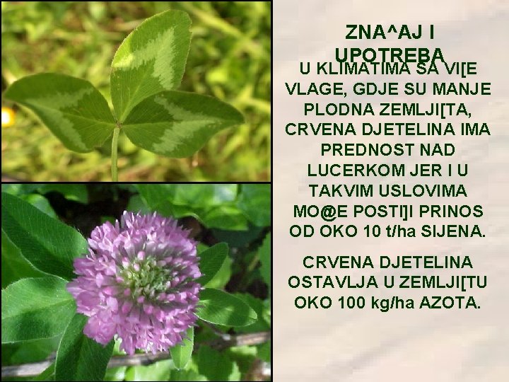 ZNA^AJ I UPOTREBA U KLIMATIMA SA VI[E VLAGE, GDJE SU MANJE PLODNA ZEMLJI[TA, CRVENA