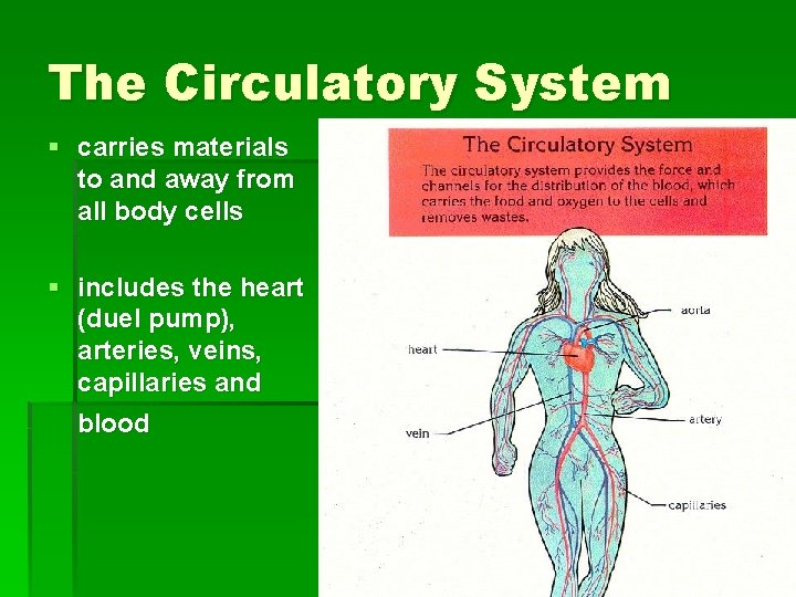 The Circulatory System § carries materials to and away from all body cells §