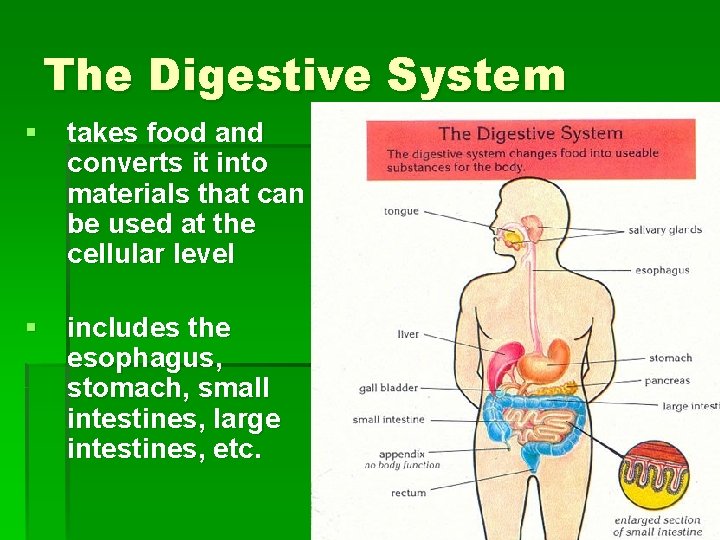 The Digestive System § takes food and converts it into materials that can be