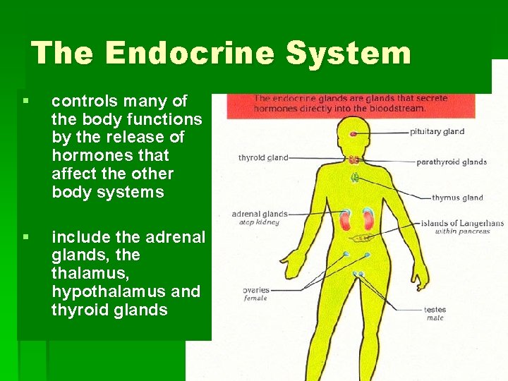 The Endocrine System § controls many of the body functions by the release of
